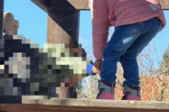 2025-03-10_Kindergarten-Gluecksbaerchen_kleineFuechse-10